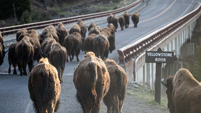 Bison-crossing-Yellowstone-River-bridge-Tower-Roosevelt-Yellowstone-National-Park.png