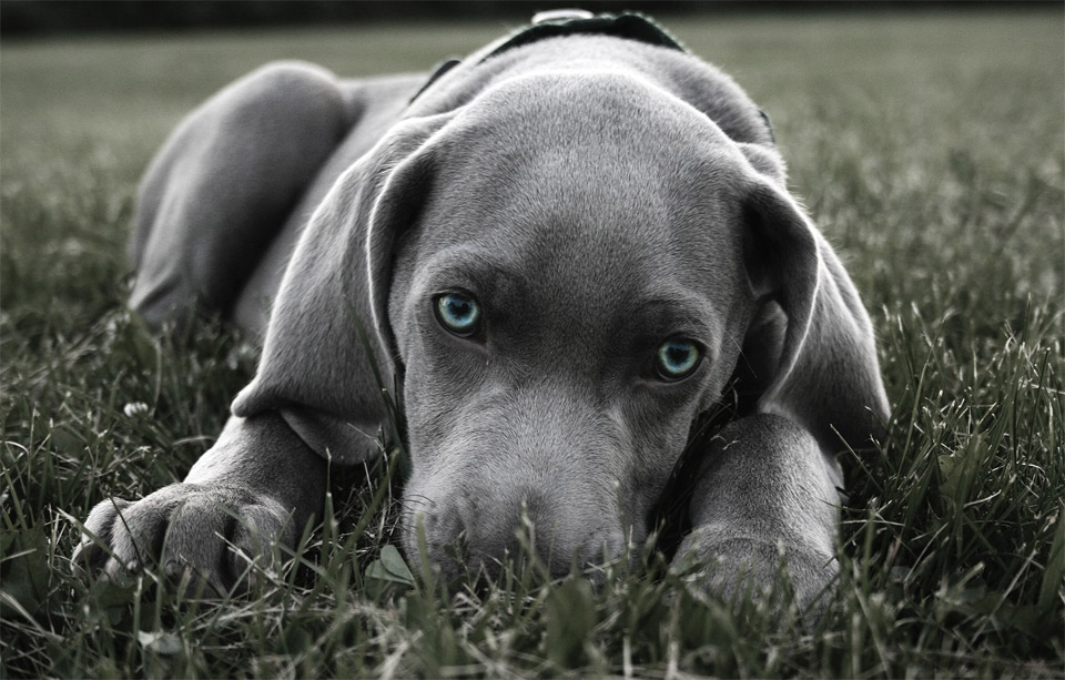 blue-eyed-weimaraner-puppy.jpg