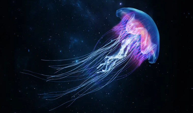 jellyfish.png